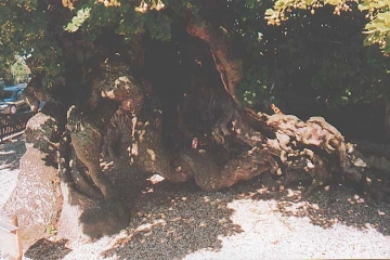 Linden-Naturdenkmal offener Stammfuß, wie auf Stützen. Umfang ca. 9 m - gepflegt 1998 durch Baumpflege-Oberweser.