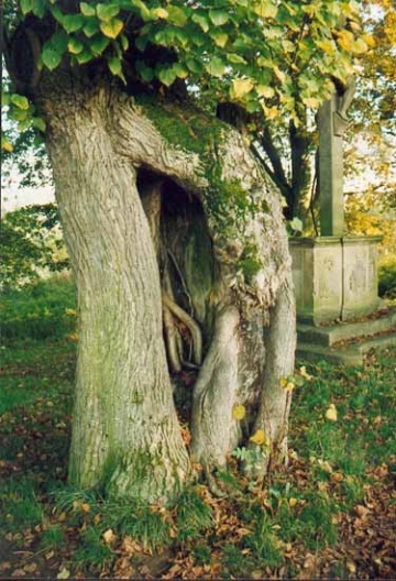 Adventivwurzel an einer alten Naturdenkmal-Linde. Gepflegt 1998 durch Baumpflege-Oberweser.