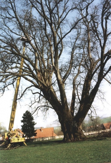 12-Apostel-Linde mit ca. 10 m Umfang. Von Baumpflege Oberweser eingekürzt. (Frühjahr 2000)