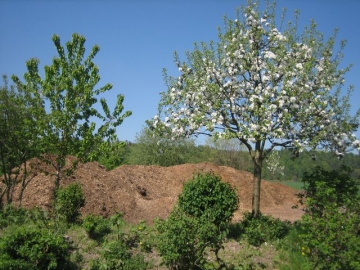 Apfelbaum an unserem Häckselguthaufen