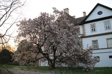 Magnolie vor Schloss Wehrden