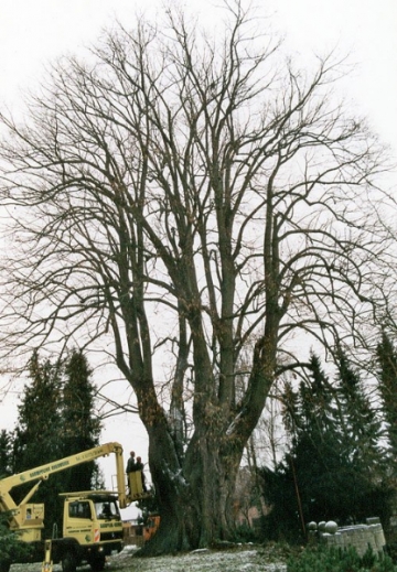 Kirchenlinde in Elbrinxen mit ca. 10 m Umfang. Von Baumpflege Oberweser gepflegt und gesichert. (2001)