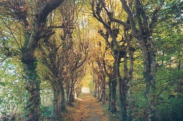 Hainbuchenlaubengang in Bökendorf.