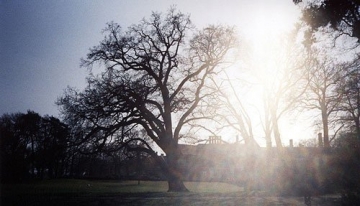 Eiche im Park (Februar/05)