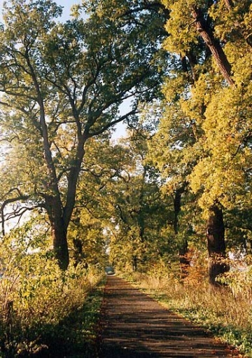 Eichenallee am Weser-Rad-Weg bei Corvey. Pflege 1999 durch Baumpflege-Oberweser.