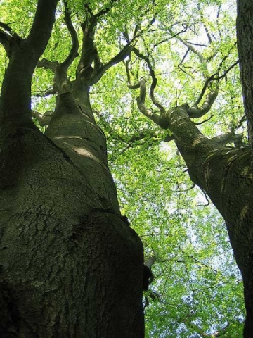 Buche im Urwald Reinhardswald (Höhe ca. 40 m, Alter ca. 500 Jahre). Blick in die gewaltige Krone.