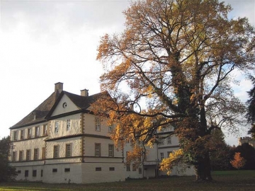Ilexeiche im Schlosspark Wehrden