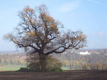 Eiche am Steinberg im Herbstaspekt. Im Hintergrund Schloß Fürstenberg