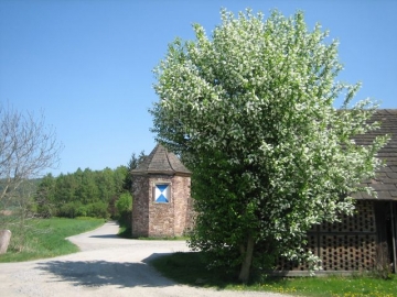 Traubenkirsche Betriebshof Baumpflege Oberweser
