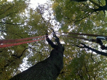 Blick von unten in Eiche mit eingebautem Kletterseil