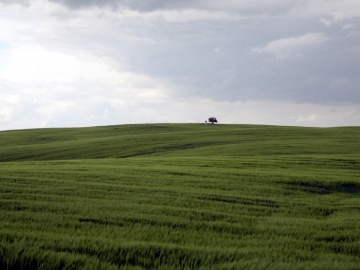 Linde und Bildstock am Horizont eines Gerstenackers. (Mai/06)