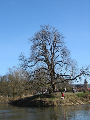 Kastanie am Weserstein in Hann. Münden, auf der Inselplattform, wo sich Fulda und Werra zur Weser verbünden. Die Kastanie wurde 2003 von BAUMPFLEGE OBERWESER gepflegt und mittels diverser Sicherungsstrecken gesichert.