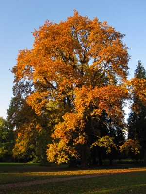 Lorbeereiche im Herbstaspekt