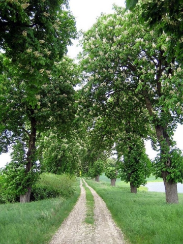 Kastanienallee Neumark Brandenburg (Mai/06)