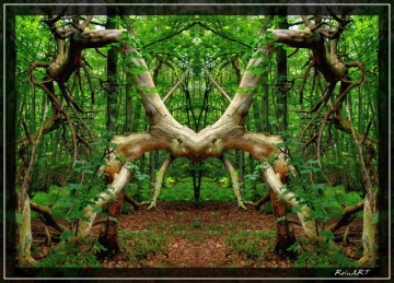 Schöner Baum. Fotografiert von ReinART