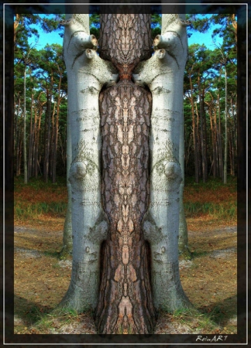 Schöner Baum. Fotografiert von ReinART