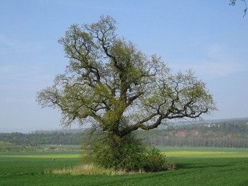 Eiche am Steinberg Und wieder wird es Frühling. Die Eiche treibt zum etwa 200sten mal. (Mai/06)