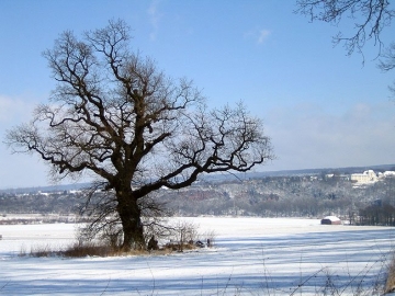 Eiche am Steinberg Im Hintergrund befindet sich die Porzellanmanufaktur Fürstenberg. (März/06)